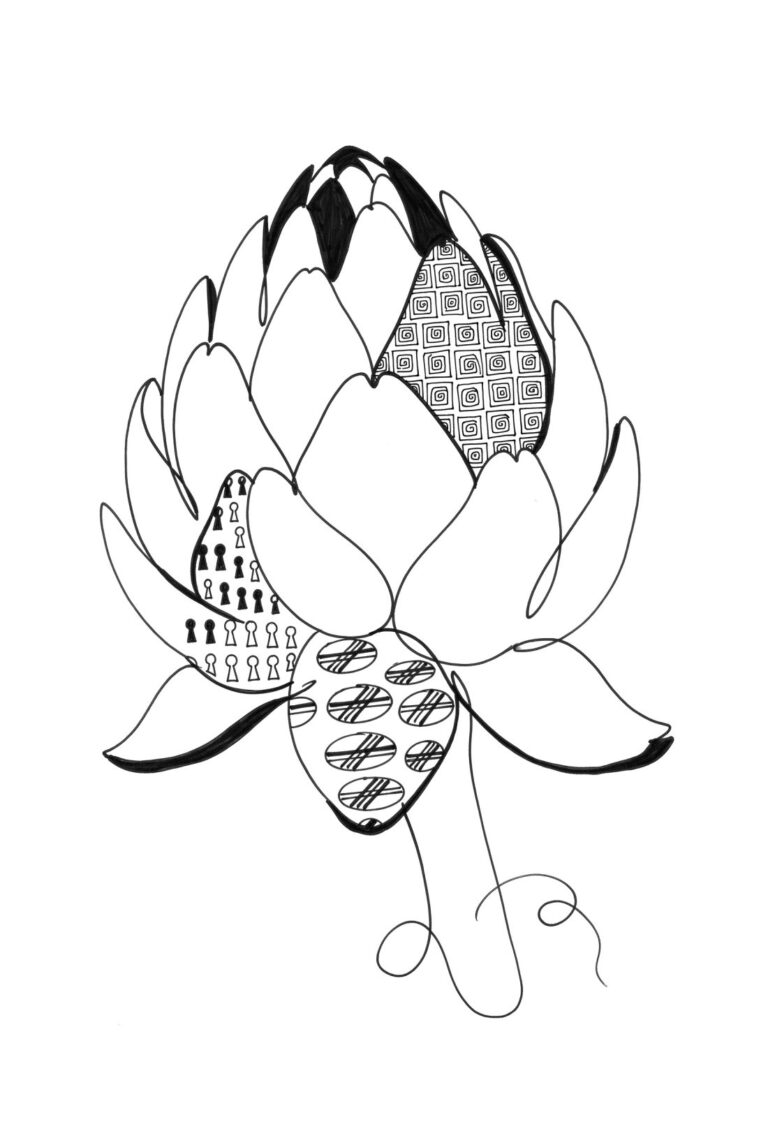 A lotus opening