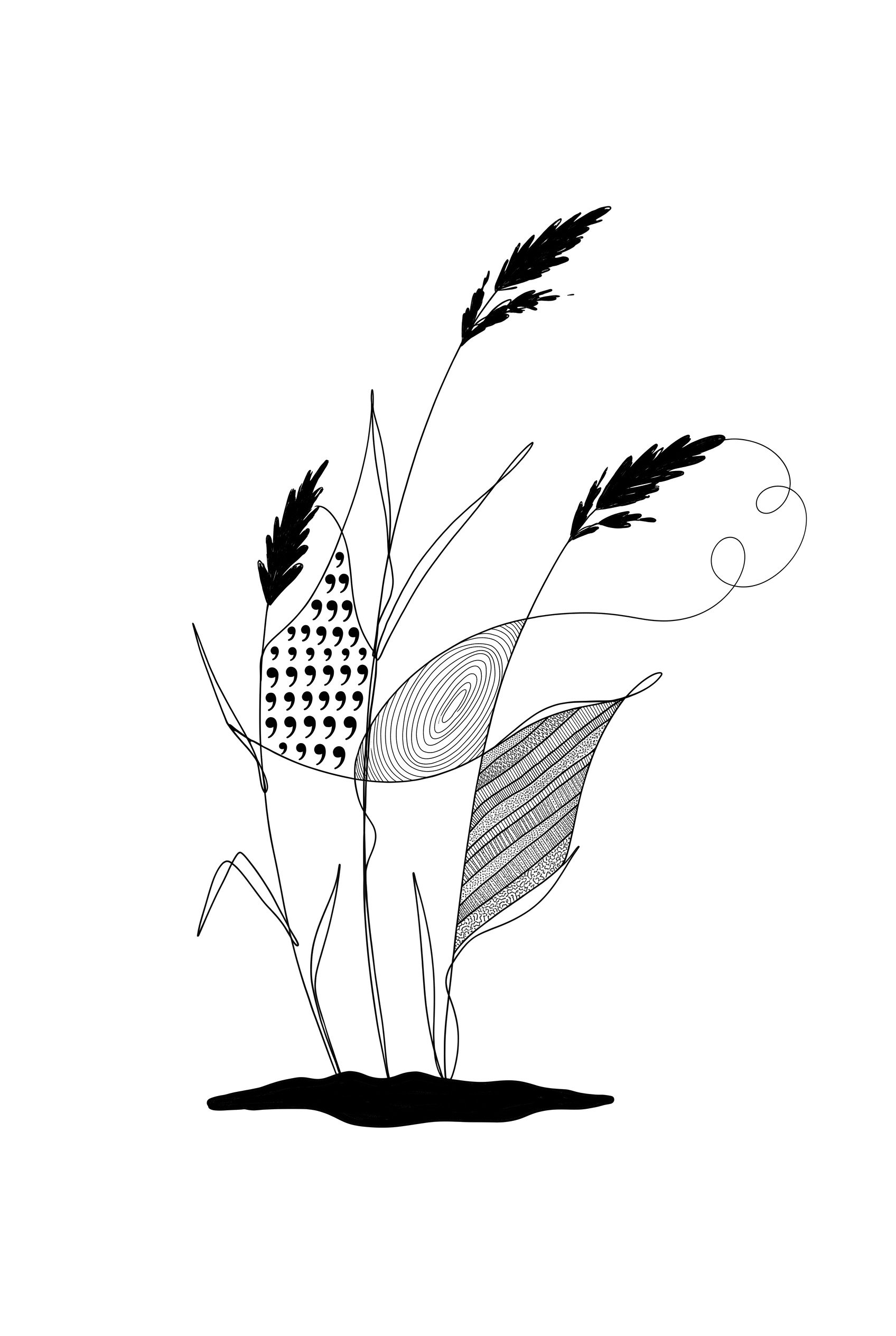 Three grasses drawn in black ink with blades crossing, a summer drawing prompt idea