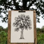How to draw trees: a pen and ink oak study clipped to a board, the real oak out of focus behind it