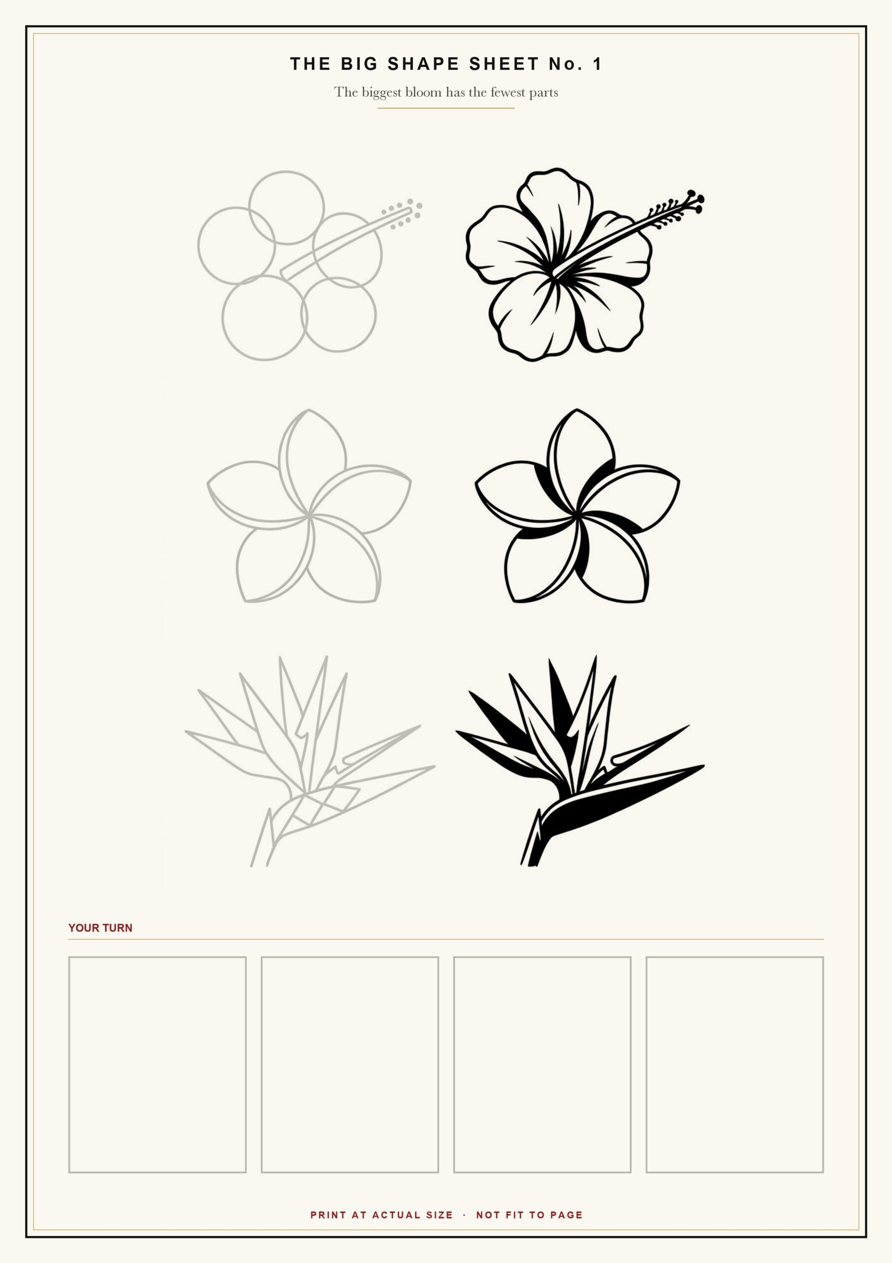 Tropical flowers drawing free sheet, hibiscus, plumeria and bird of paradise shown as bare shapes beside the finished version, with 4 empty boxes